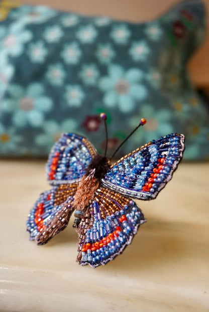 Limenitis Arthemis
